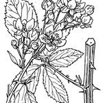 Rubus montanus Övriga