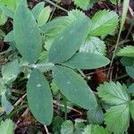Lathyrus linifolius Hoja