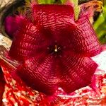 Stapelia hirsuta Flors