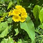 Camonea umbellata Fiore