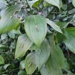 Ruscus hypophyllum Leaf