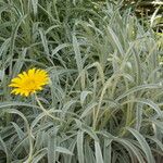 Gazania rigensফুল