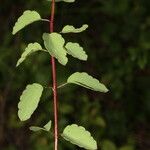 Porophyllum punctatum Leaf