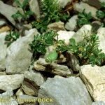 Heracleum pumilum Libunga