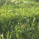 Heracleum sphondyliumFiore