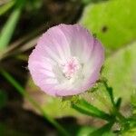 Malva cretica Blodyn