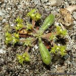 Chorizanthe procumbens ᱛᱟᱦᱮᱸ