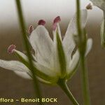Minuartia setacea Flower