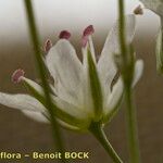 Minuartia setacea Flor