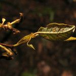 Parinari excelsa Folha