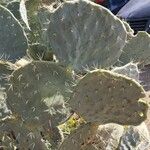 Opuntia robusta Leaf