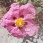 Cistus × purpureus Květ