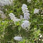 Ceanothus leucodermis Flower