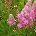 Spiraea × pseudosalicifolia Hábitos