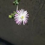 Drosanthemum floribundum Blomst