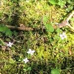 Houstonia pusilla عادت