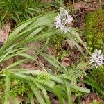 Camassia scilloides Habitatea