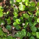 Caltha leptosepala Leaf