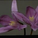 Brodiaea appendiculata Övriga