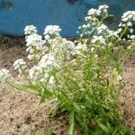 Pseudognaphalium californicum Bloem