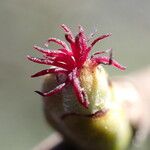 Corylus avellana 花