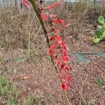 Hesperaloe parviflora Fiore