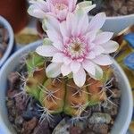 Gymnocalycium anisitsiiफूल