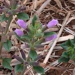 Clinopodium acinos Blüte