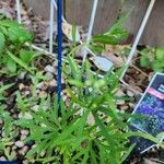 Delphinium grandiflorum Leaf