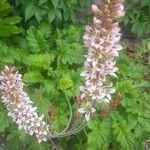 Francoa appendiculata Цвят