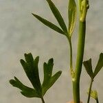 Ranunculus sceleratus Leht