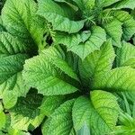 Rodgersia aesculifolia Hoja