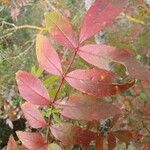 Fraxinus angustifoliaBlatt
