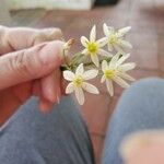 Nothoscordum bivalveКвітка