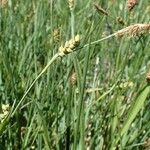 Carex panicea Агульны выгляд