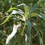 Echium virescens Foglia