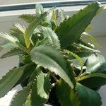Kalanchoe daigremontiana ഇല