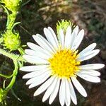 Symphyotrichum pilosum 花
