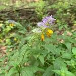 Melampyrum nemorosumFlower