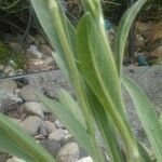 Inula oculus-christi 葉