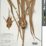 Bromelia fosteriana Fruto