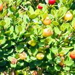 Luma chequen Frucht