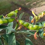 Cajanus cajan Fruit