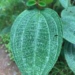 Miconia dependens Feuille