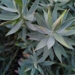 Euphorbia rigida 葉