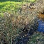 Juncus acutusÕis