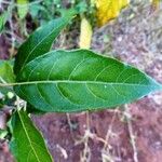 Solanum styraciflorum 葉