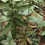 Bolbitis auriculata Leaf