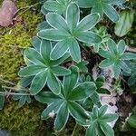 Alchemilla conjuncta Leht