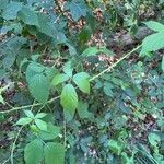 Rubus questieri Blad